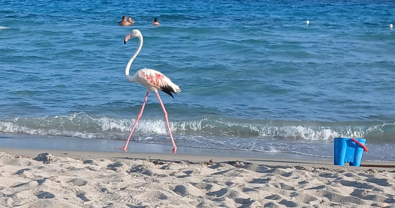 Quartu, lo show in riva al mare: fenicottero rosa incanta i bagnanti al Poetto