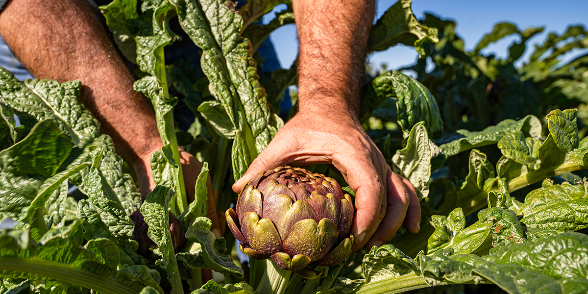 Lavorano in nero nell’azienda di carciofi a Masainas, titolare multato: “Ma sono amici di famiglia”