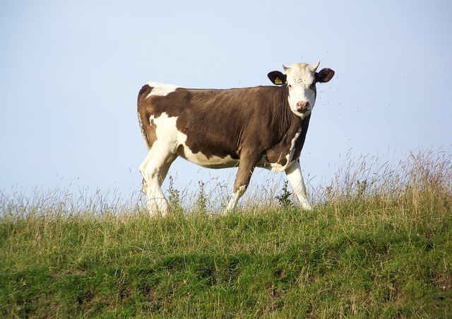 Guasila, animalisti in trincea contro la “caccia alla giovenca”: “Un rodeo di riti pagani da annullare subito”