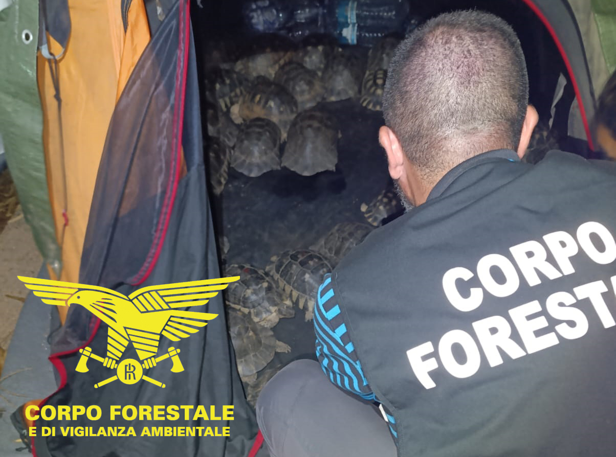 La grande sorpresa a San Teodoro: ritrovate 54 bellissime tartarughe a Capo Coda Cavallo