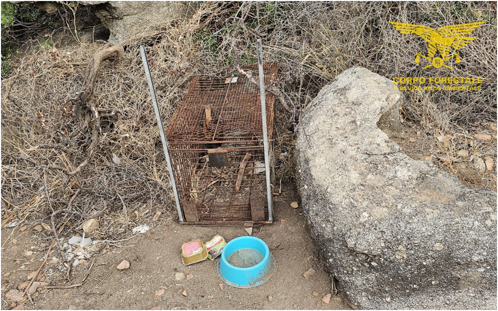 Tortolì, scoperta e sequestrata una gabbia per la cattura di volpi e gatti selvatici