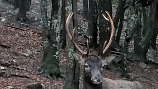 Allarme cervi lungo la Ss 195, cresce la preoccupazione a Pula