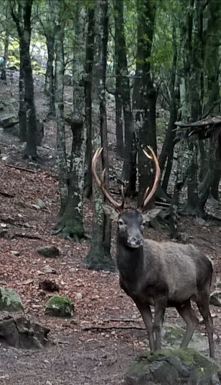 Ancora un cervo investito sulla Ss 195, il Grig: “E’ necessario impegnarci seriamente”