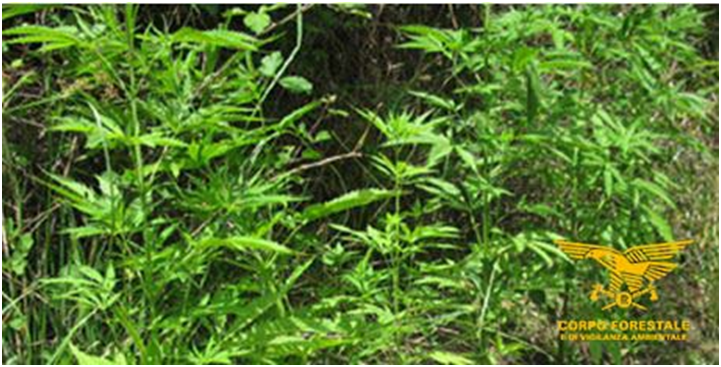 Coltivava marijuana in una discarica abusiva: arrestato a Maracalagonis