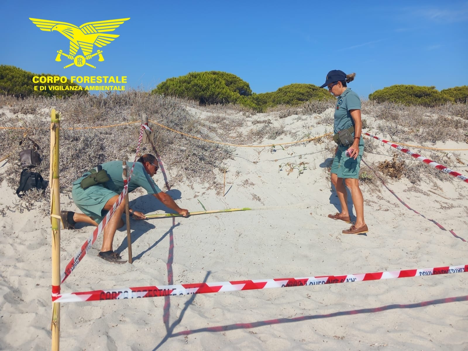 Budoni, schiusa di tartarughe marine nella spiaggia di Salamaghe