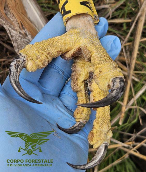 Aquila uccisa a fucilate a Ozieri: “Basta tacere, ora cittadini e cacciatori collaborino”