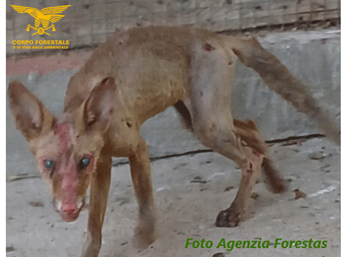 Intrappolata tra le fiamme a Ussana, è viva la giovane volpe salvata dai forestali: “L’abbiamo chiamata Puma”