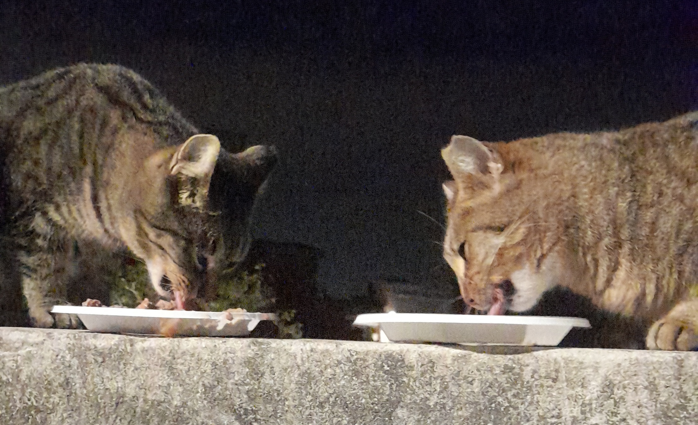 Radio Zampetta Sarda: aiutiamo i mici del quartiere