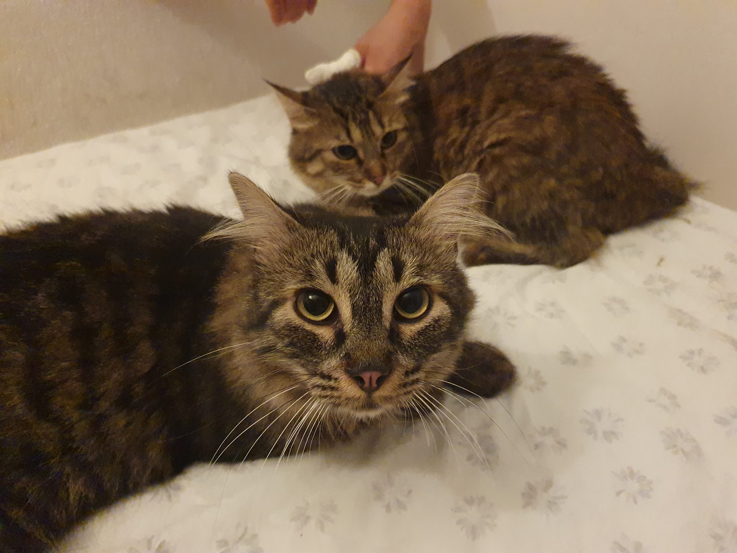 Radio Zampetta Sarda: “Adottate i due fratellini simil maine coon”