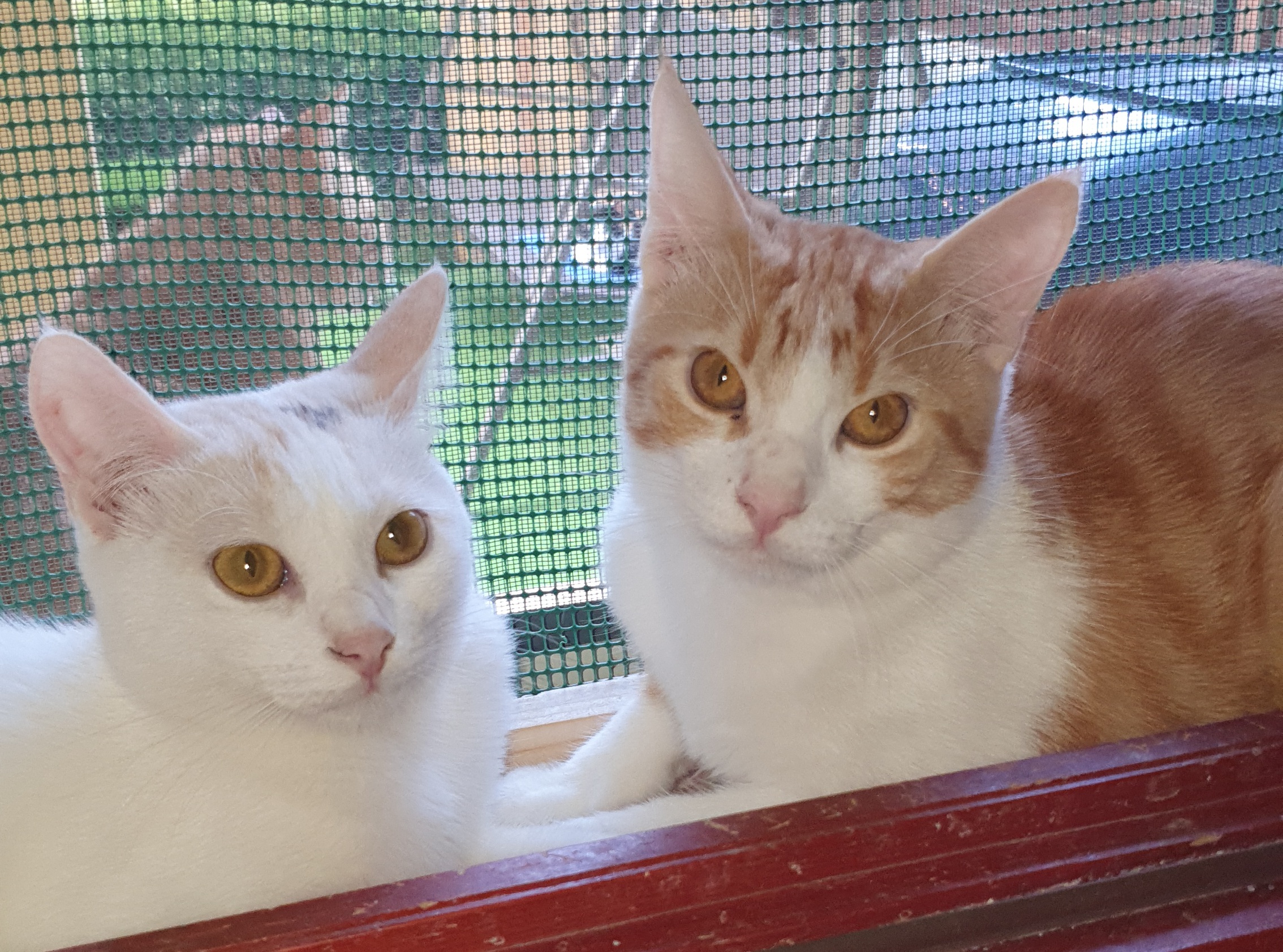 Sos a Radio Zampetta Sarda, non separate Penelope e Ulisse