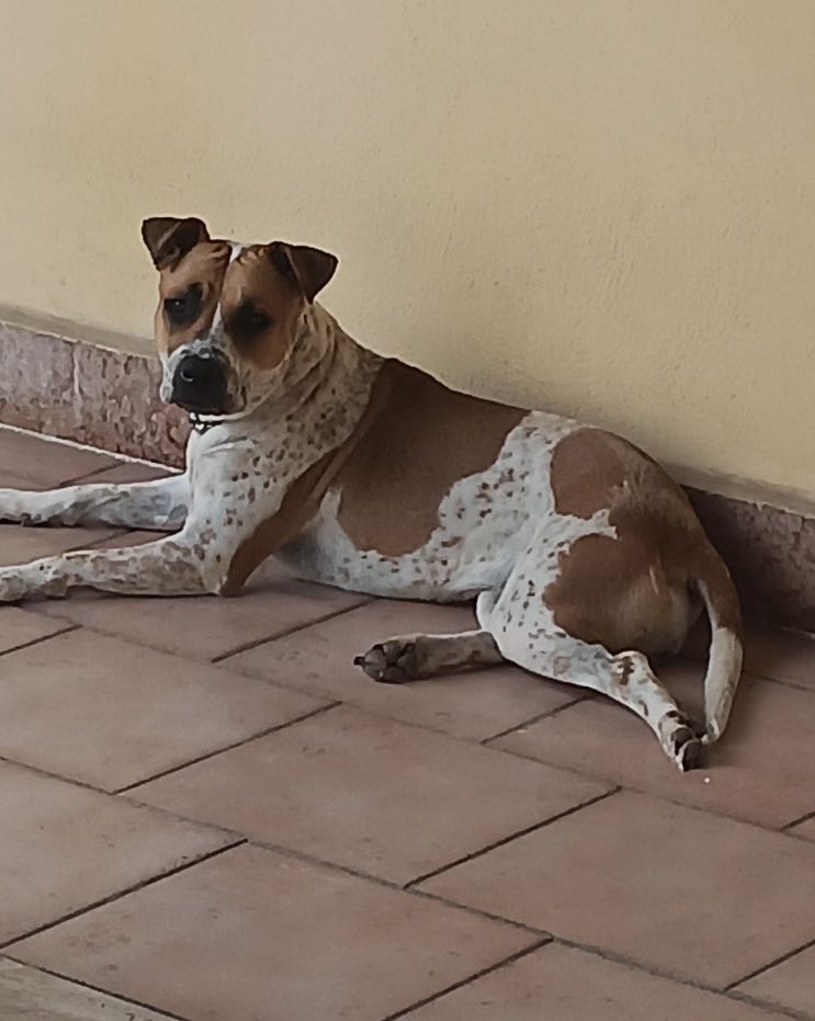 Radio Zampetta Sarda: adozione del cuore per la dolce Zoe