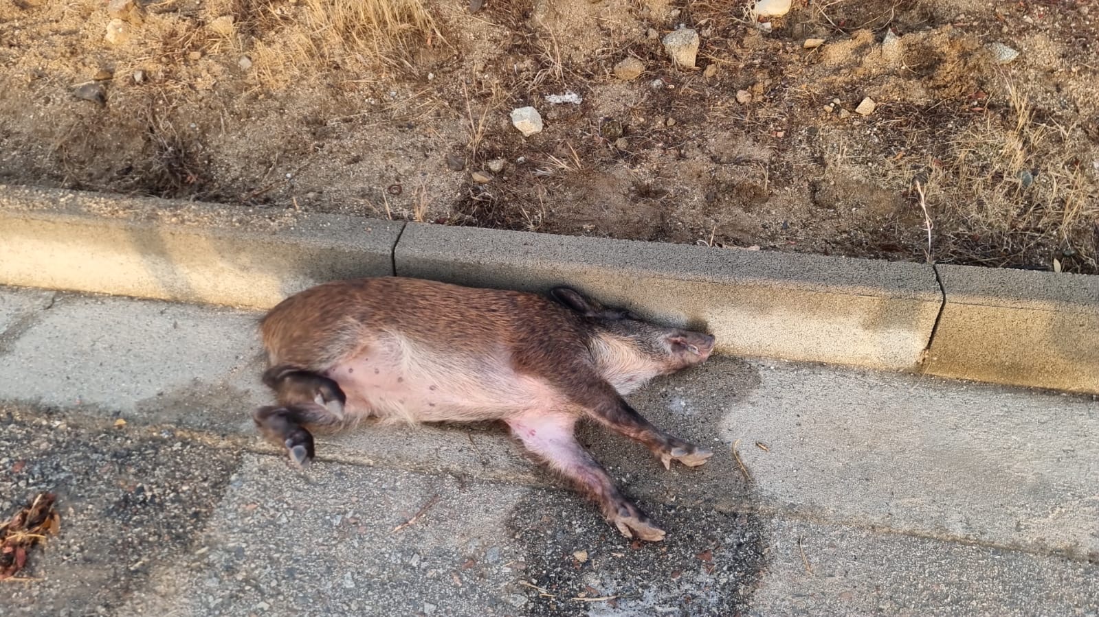 Costa Rei, scatta l’allarme per sospetto avvelenamento di cinghiali in piena stagione turistica