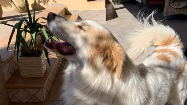 Sulcis Iglesiente senza un punto sanitario notturno per gli animali