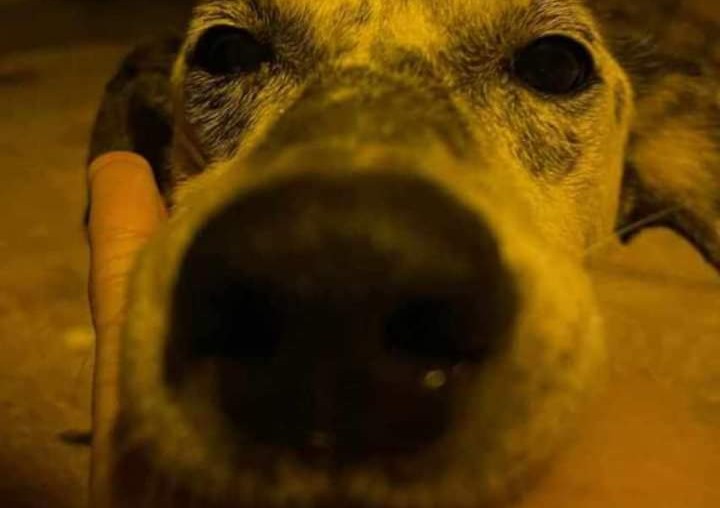 Bono, cane sordo e cieco picchiato a morte da un gruppo di ragazzini: fine atroce per un povero quattro zampe