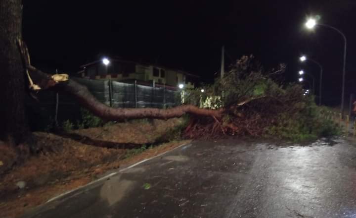 Sestu, alberi abbattuti dalla furia del temporale