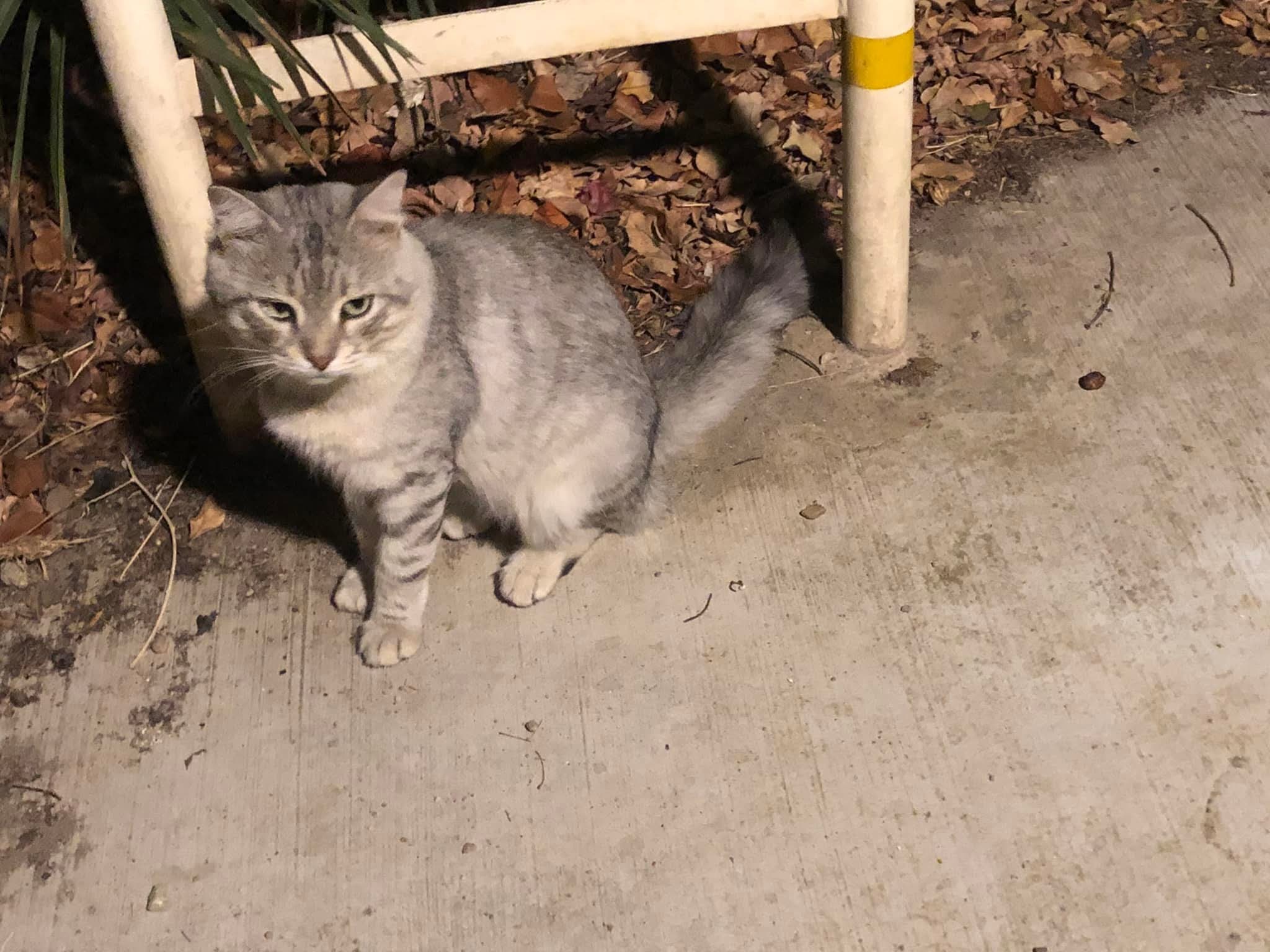 Sos gatto smarrito a Quartu, chi lo riconosce?