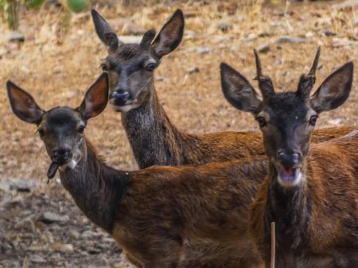 A Monte Arcosu batte forte il cuore dell’Oasi del Cervo e della Luna