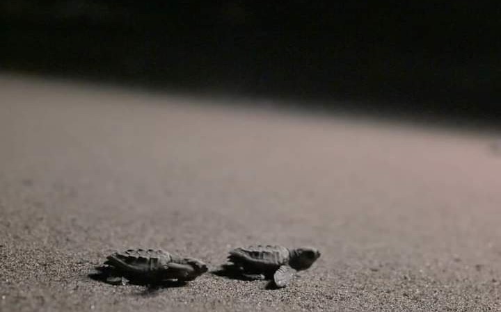 Costa Rei, la vita nasce sotto la sabbia: le prime tartarughe hanno preso la via del mare
