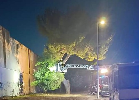 Pirri, pericolo in cimitero: un grosso albero rischia di crollare