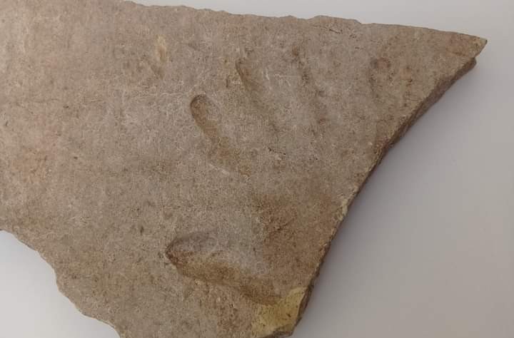 Spunta una mano dal passato a Villamar, l’impronta su un laterizio di una tomba punica