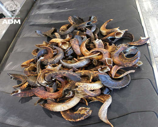 Sequestro record di corna di montone all’aeroporto di Elmas