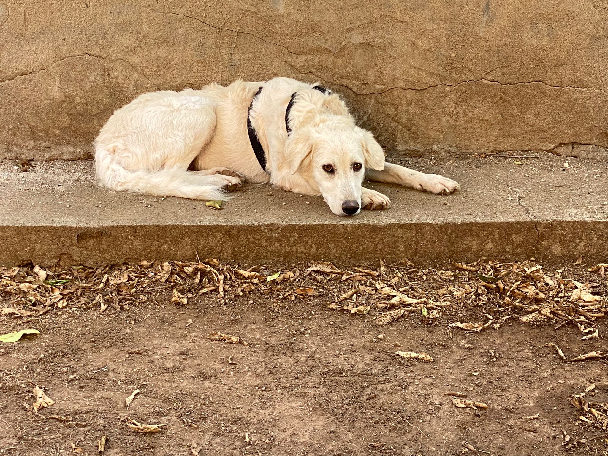 Sos a Cagliari: “Cagnetta maremmana scappata prima della sterilizzazione, aiutateci a ritrovarla”