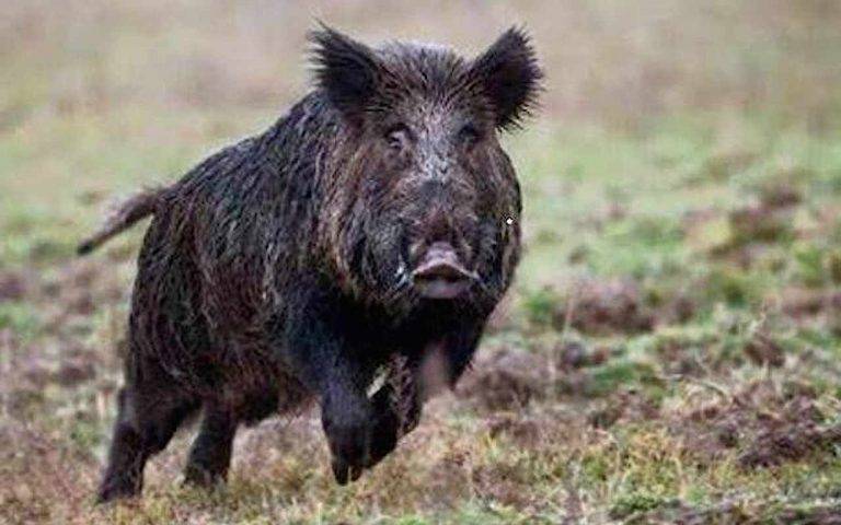 Allarme ad Arbus: “Troppi animali selvatici in giro, bimba aggredita da un cinghiale”