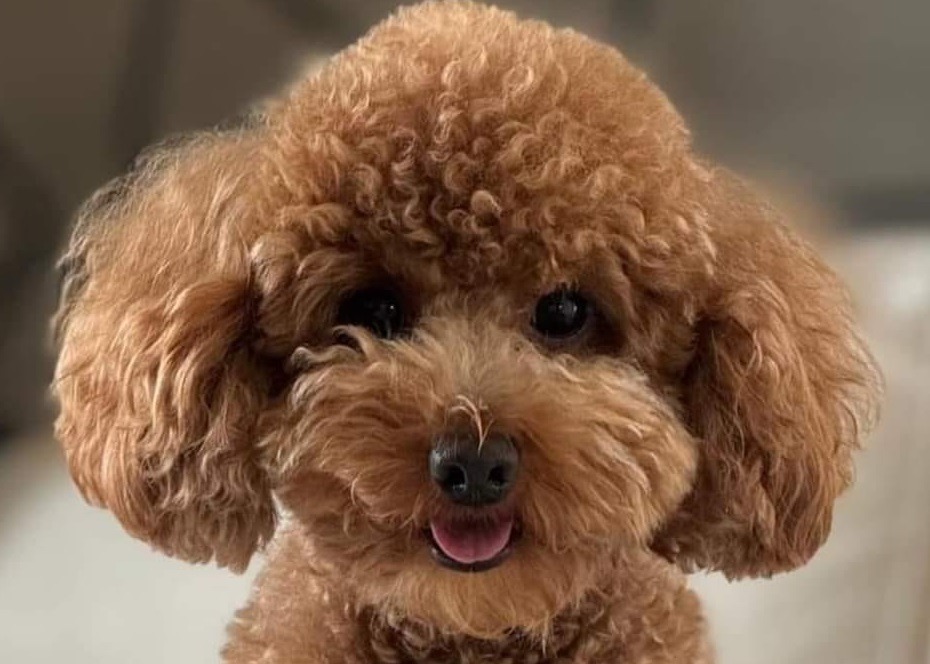 Giallo del cane rubato a Quartu, esposto del proprietario in Procura: “Non si gioca coi sentimenti delle persone”