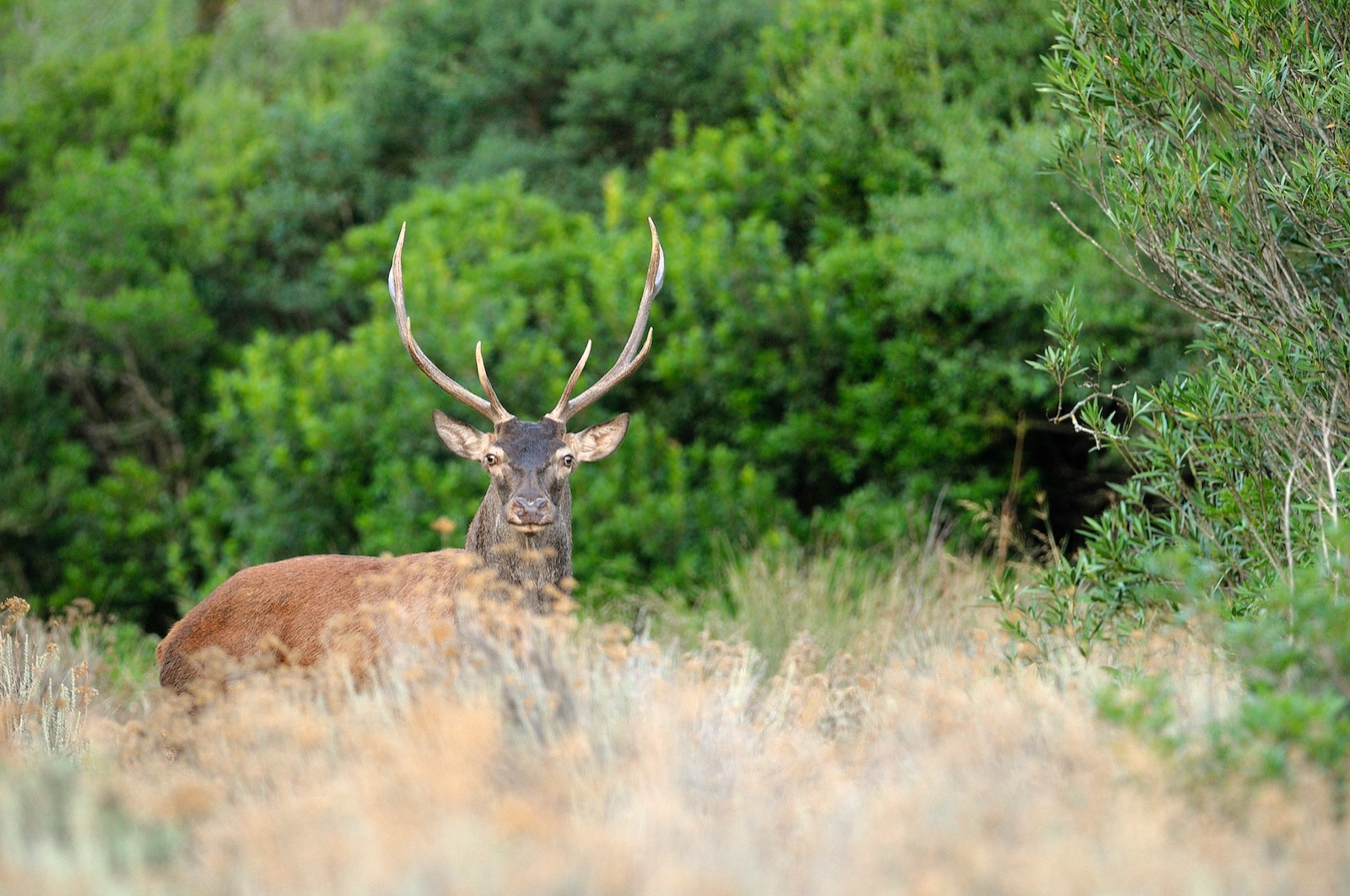 La rinascita dell’uomo e della natura nell’oasi WWF del Cervo e della Luna