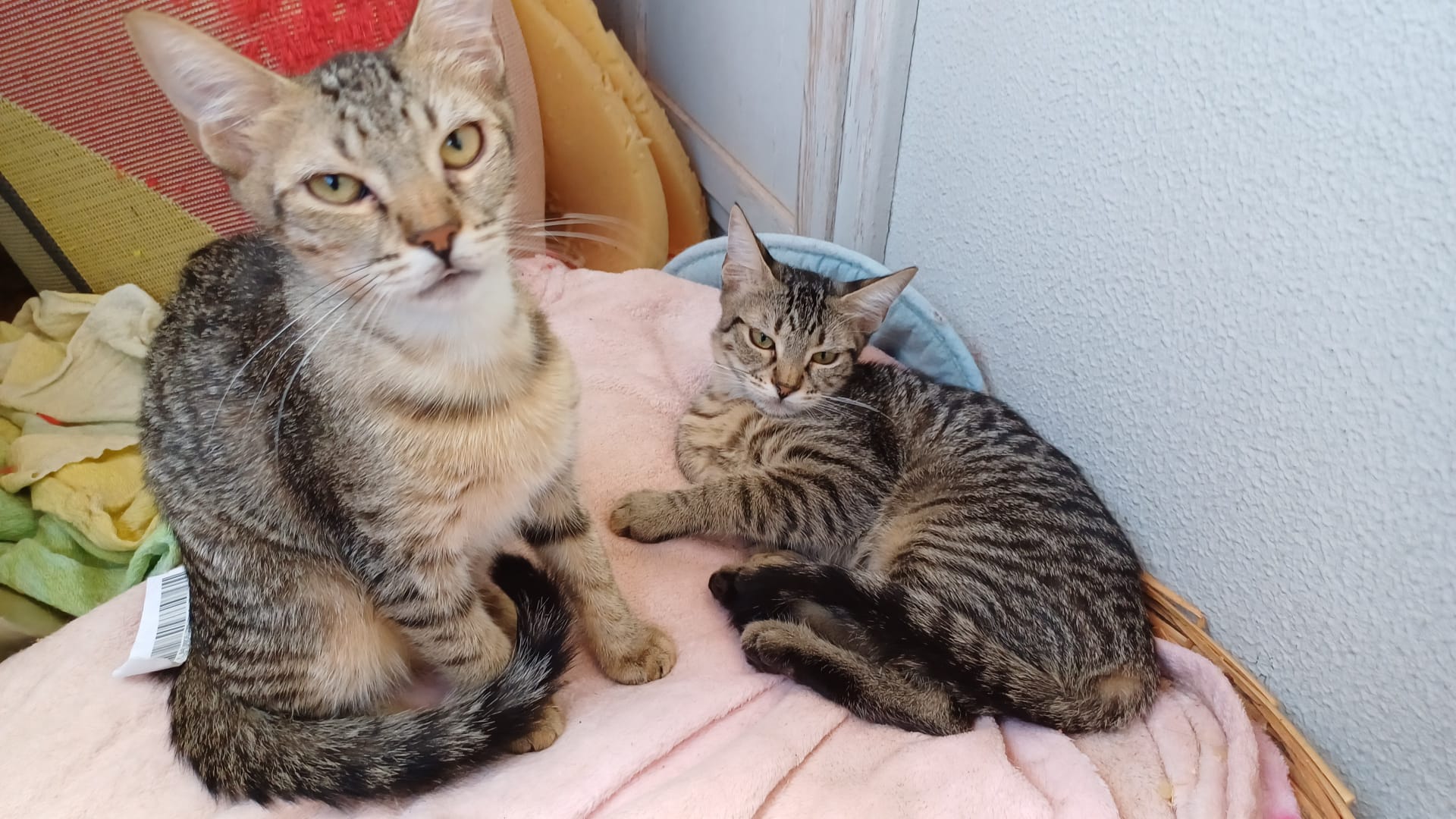 Quartu, sos per due gattine sorelle: “Sono inseparabili, chi le vuole adottare?”