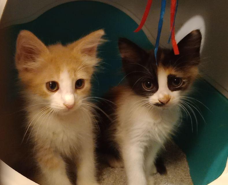 Volete adottare un gattino? Ci trovate a Quartu