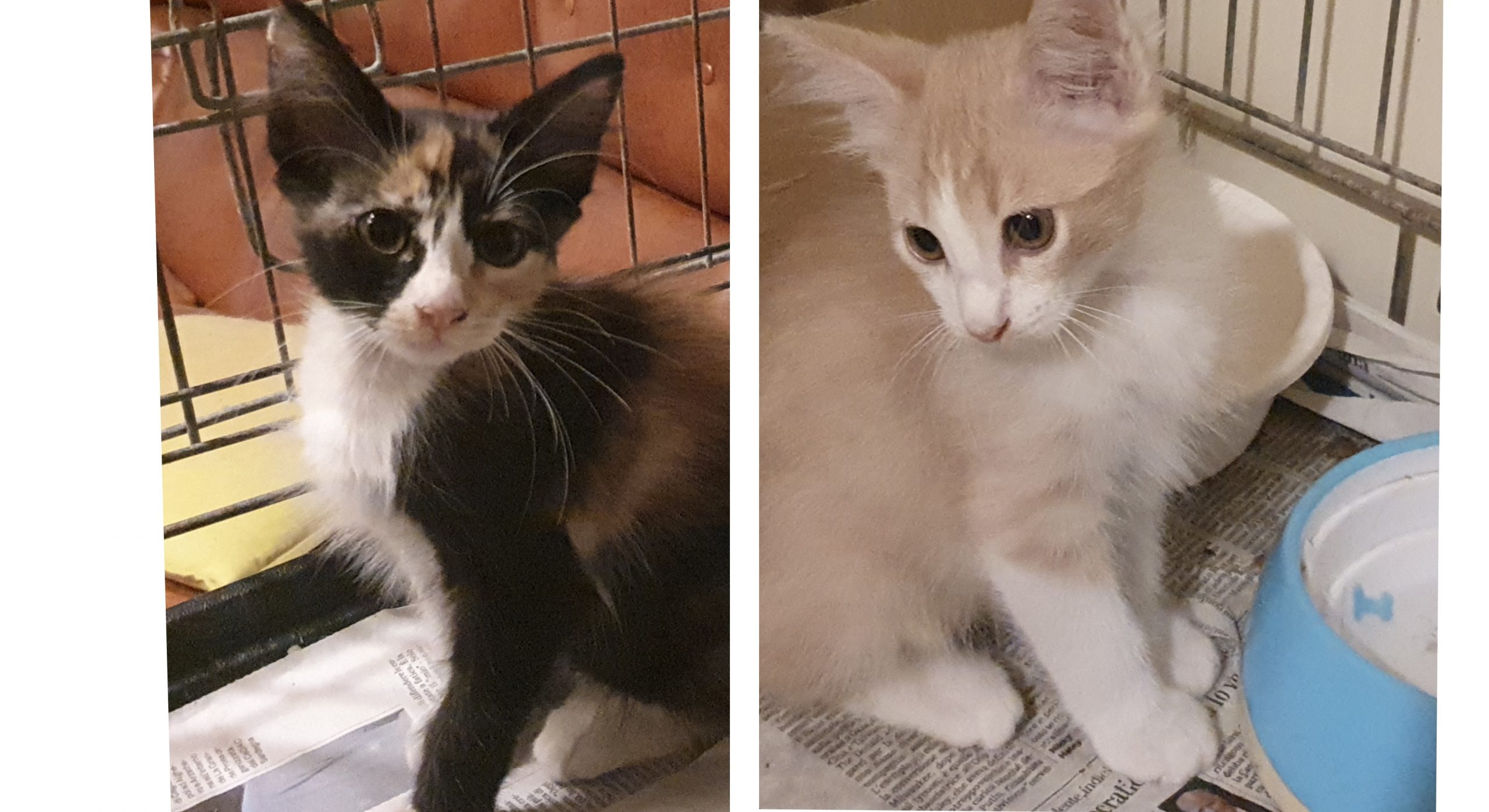 Radio Zampetta Sarda: micro micini in cerca di adozione