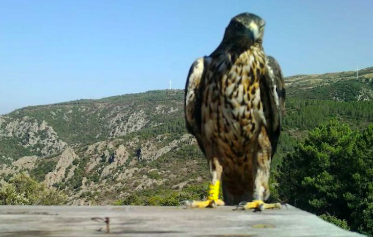 Non c’è limite alla stupidità, aquila di Bonelli uccisa a fucilate a Ozieri