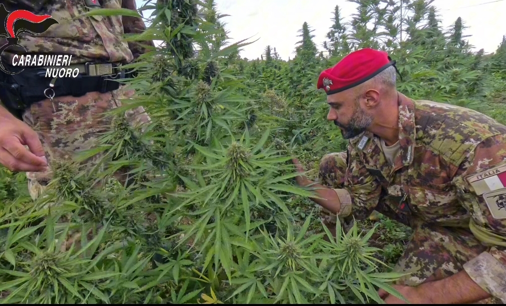 Maxi sequestro di marijuana, 1900 piante nelle campagne di Borore: stroncato giro d’affari milionario
