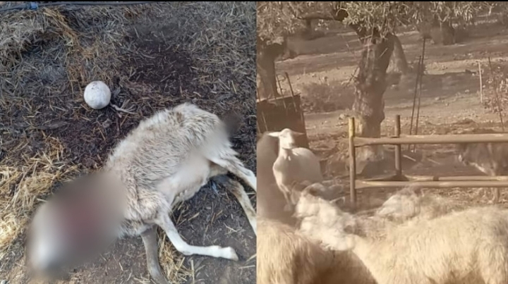 Sarroch, gregge di pecore sotto attacco da parte di un grosso cane