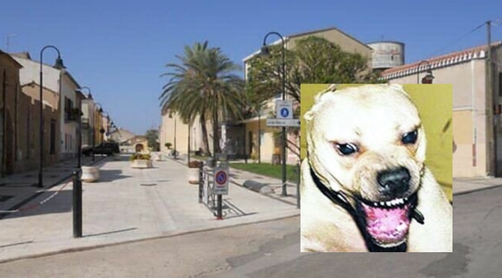 Pitbull libero a Villasor, aggredita una coppia a passeggio col cane