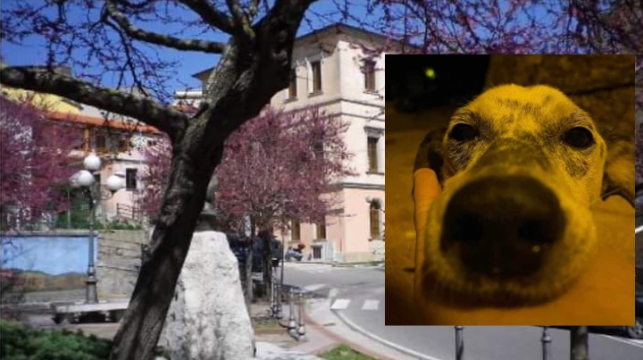 Bono, animali torturati crudelmente da un gruppo di giovanissimi