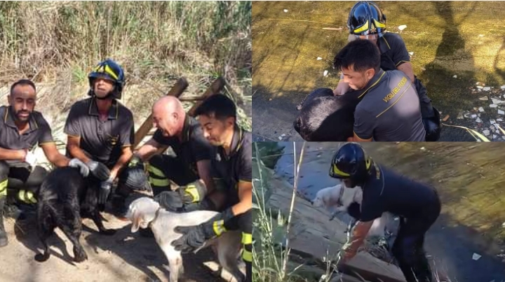 Quartu Sant’Elena, vigili eroi salvano due cani caduti nel canale: erano finiti nel rio Foxi