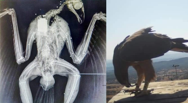 Decine di pallini di piombo hanno ucciso la povera aquila di Bonelli: “La radiografia dell’animale mostra il trattamento”