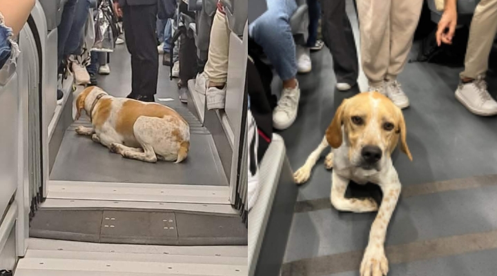 Villasor, cane pendolare prende il treno sino a Cagliari