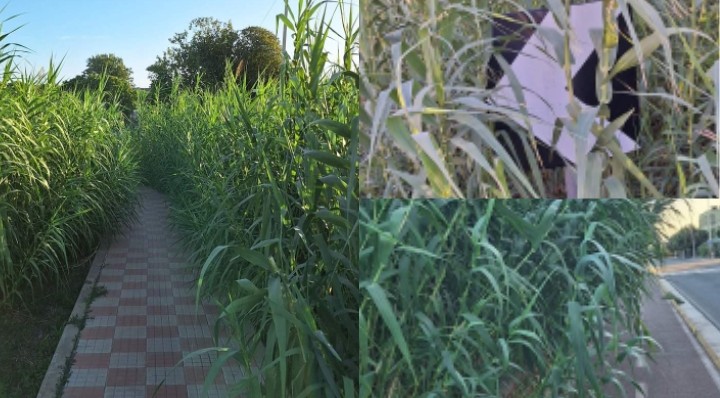 A Elmas una giungla di erba e canneti: invasi marciapiedi e piste ciclabili