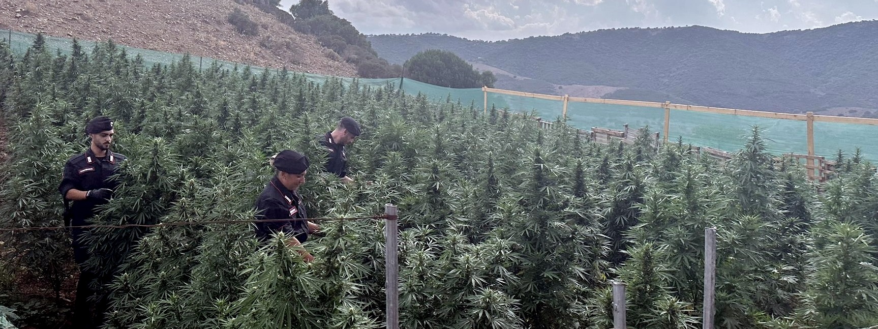 Una foresta di marijuana nelle campane di Lula, 23enne nei guai: “Non è cannabis light”