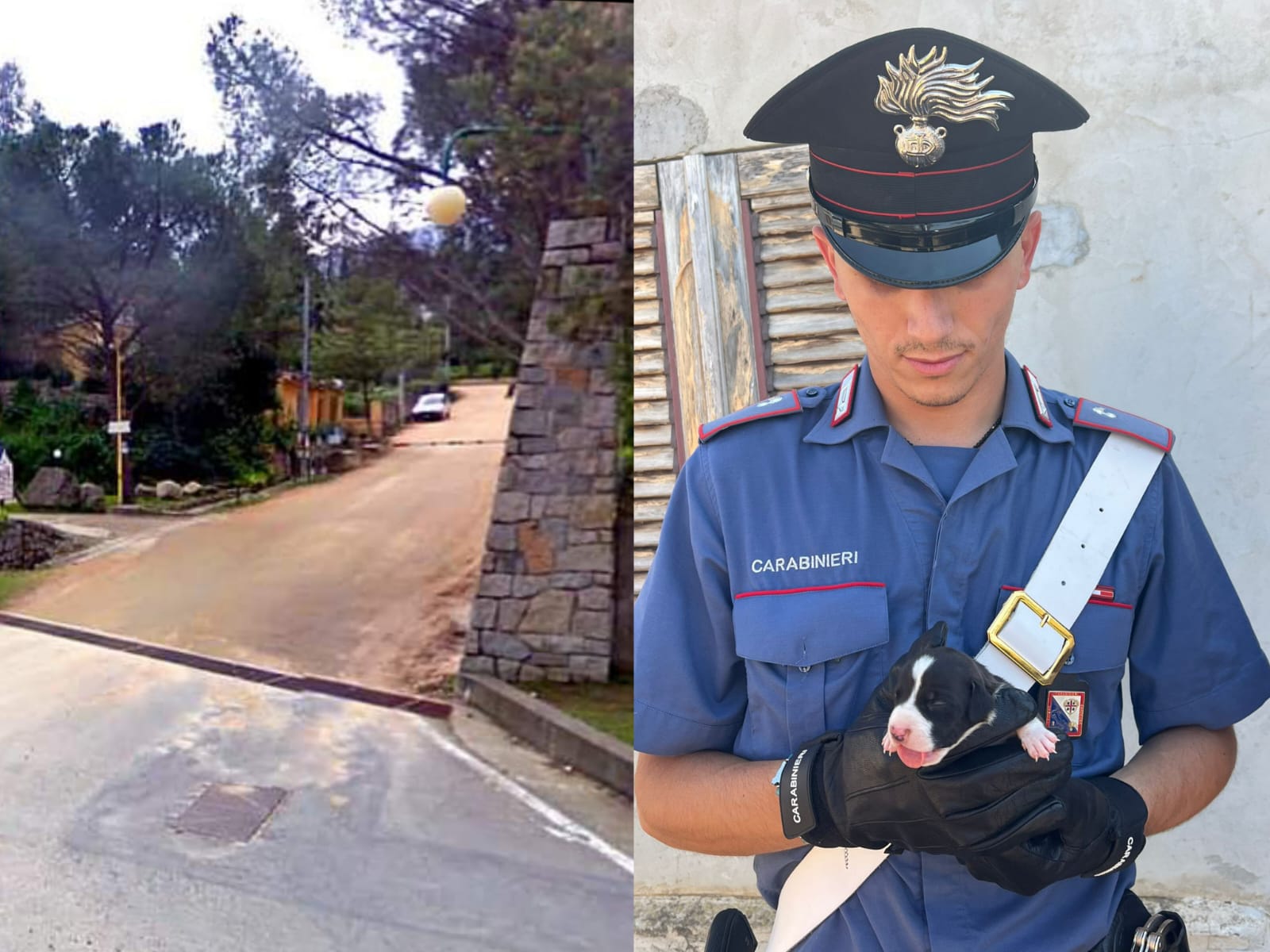 Sinnai, cani denutriti rinchiusi nel cortile horror: denunciati per maltrattamento di animali 2 pensionati di Burcei