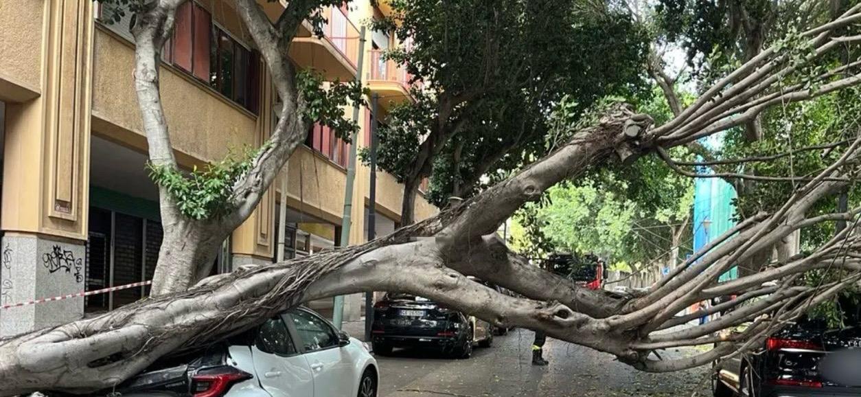 Cagliari, paura in viale Merello: crolla un albero gigantesco e distrugge un’auto