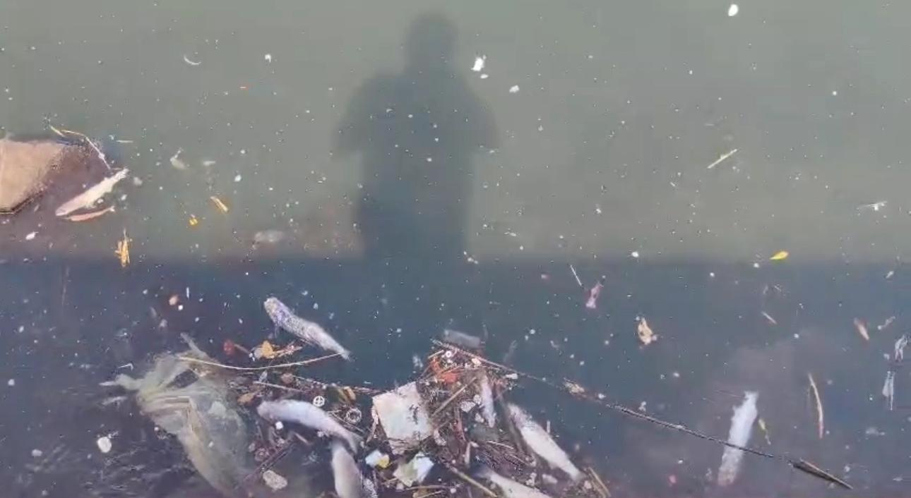 Cagliari, strage di pesci al molo di Levante: colpa dell’acqua inquinata arrivata da Mammarranca