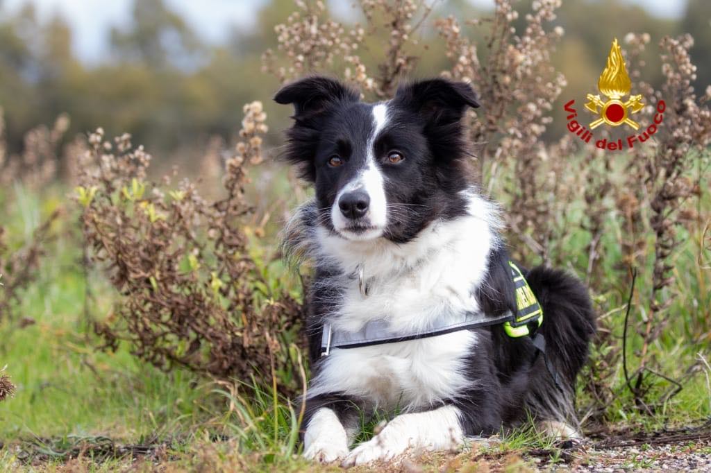 Trovato morto l’escursionista disperso da giorni a Masua: decisivo il cane dei vigili del fuoco