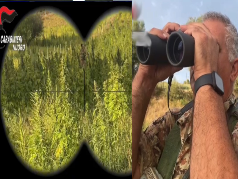 Maxi blitz dei carabinieri nella campagne di Lula, scovate 1150 piante di marijuana: “sradicati” 700 chili di droga