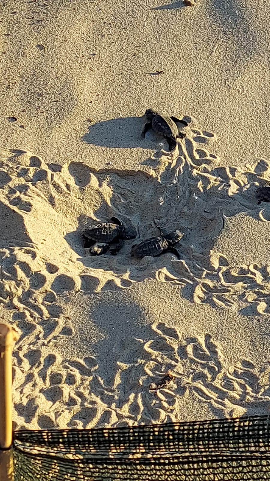 Lieto evento a Costa Rei: battesimo per le prime tartarughine Caretta Caretta