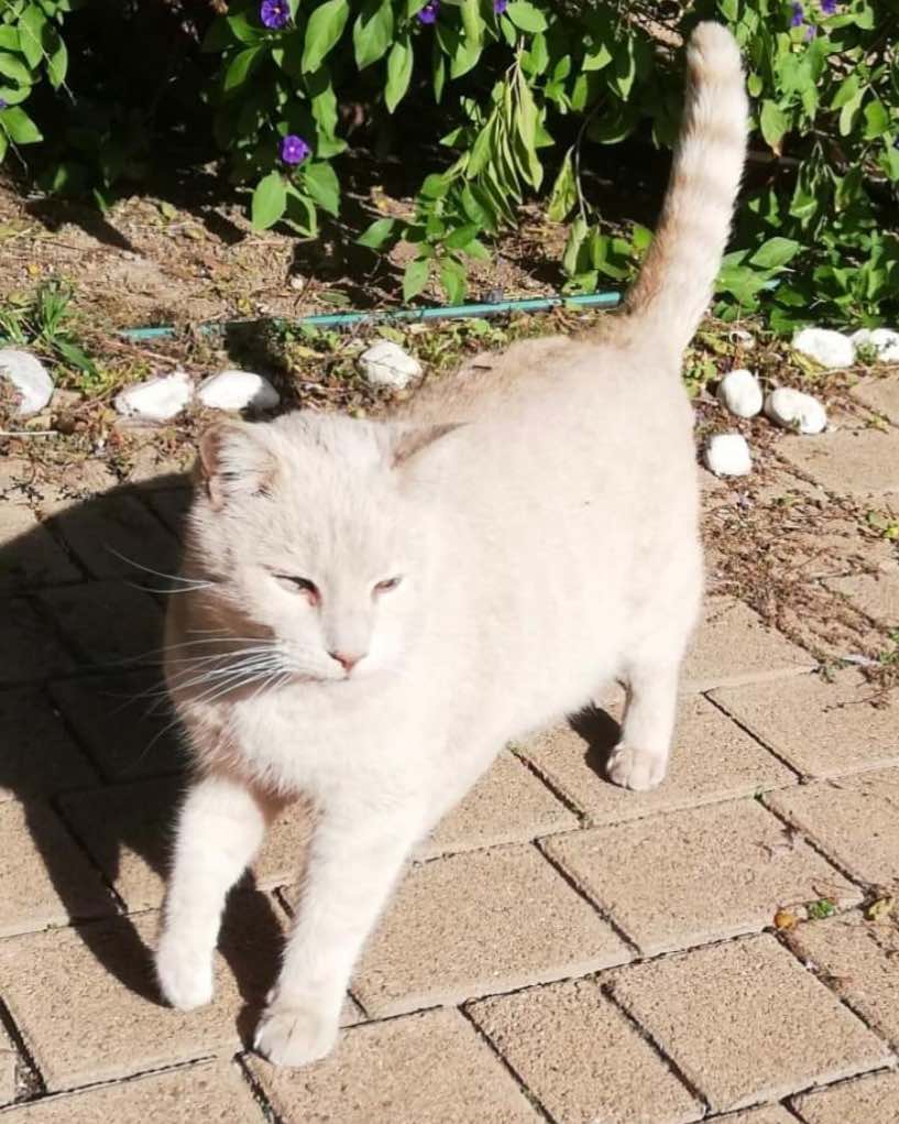 Radio Zampetta Sarda: alla ricerca di Tokyo, smarrito a Capoterra