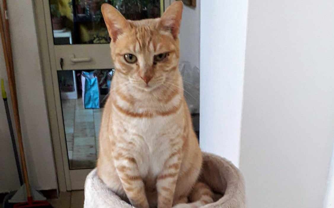 Radio Zampetta Sarda: continuano le ricerche di Sole, smarrita da 3 mesi a Pirri